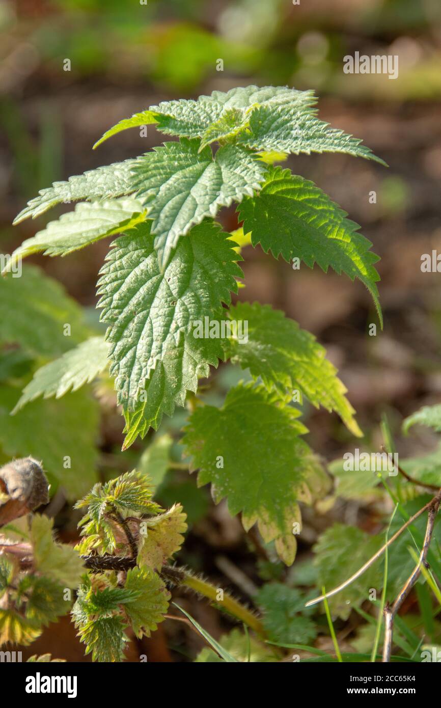 Nettle (Urtica Dioica) in autumn Stock Photo - Alamy