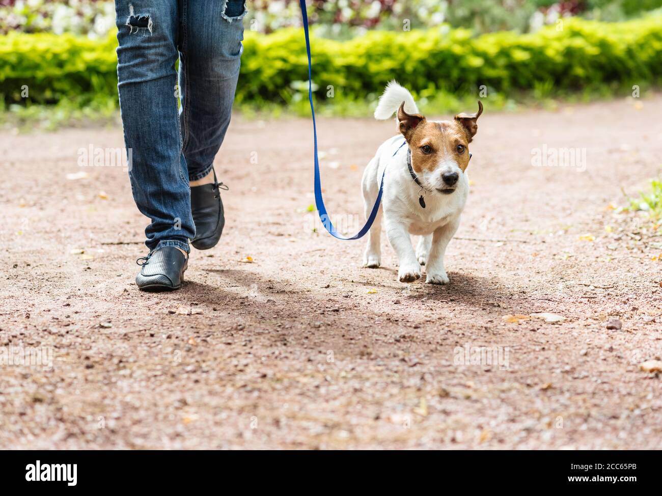 Dog on lead and owner walking quickly through park alley during