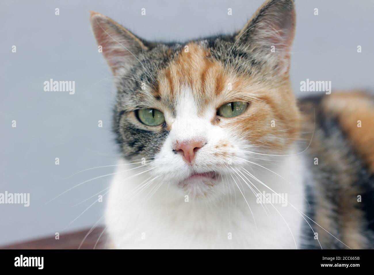 Close up portrait of a real grumpy calico cat with a natural fretful facial expression Stock Photo