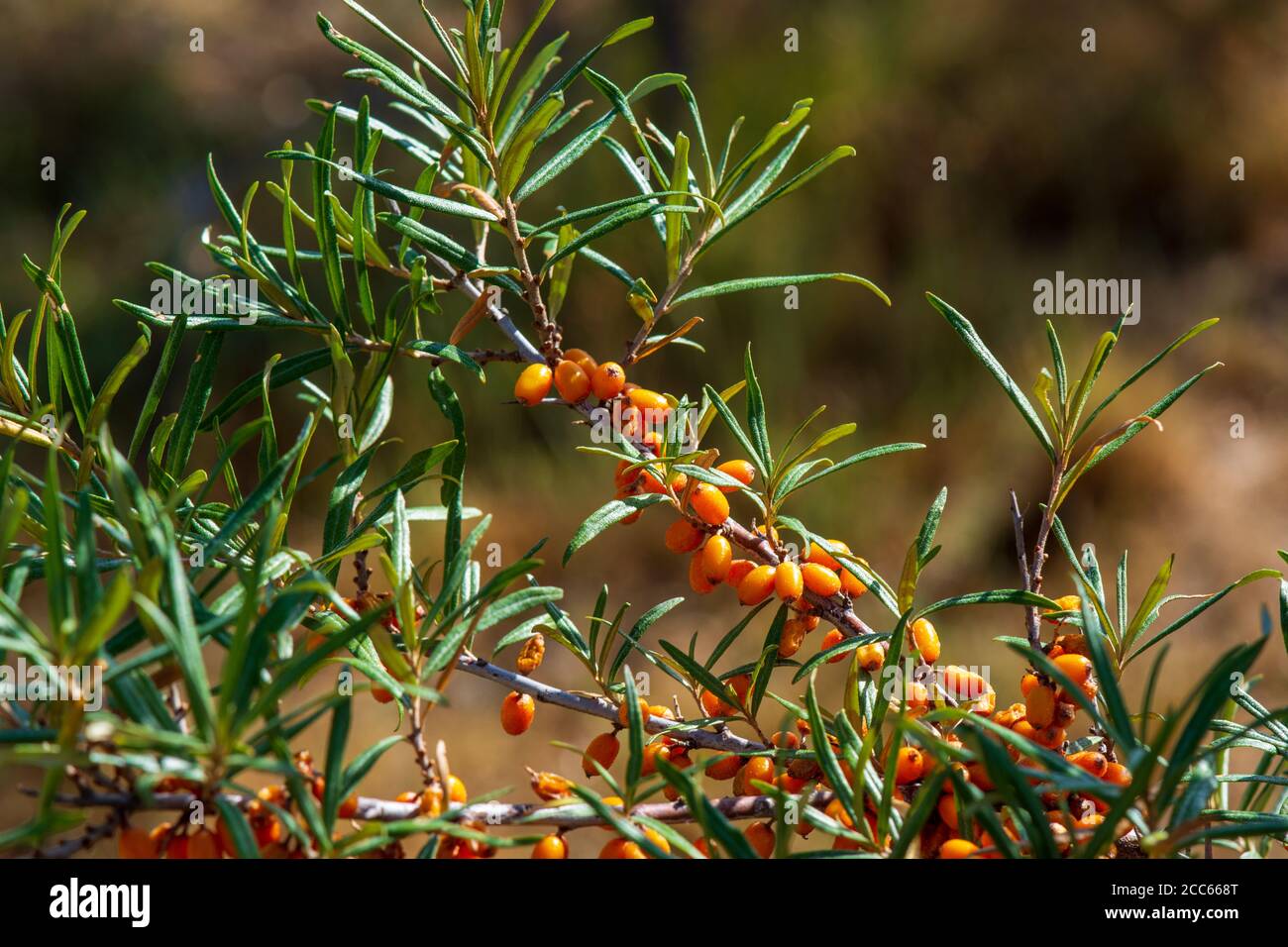 Sea buckthorn berries on the tree (Hippophae rhamnoides), rich in