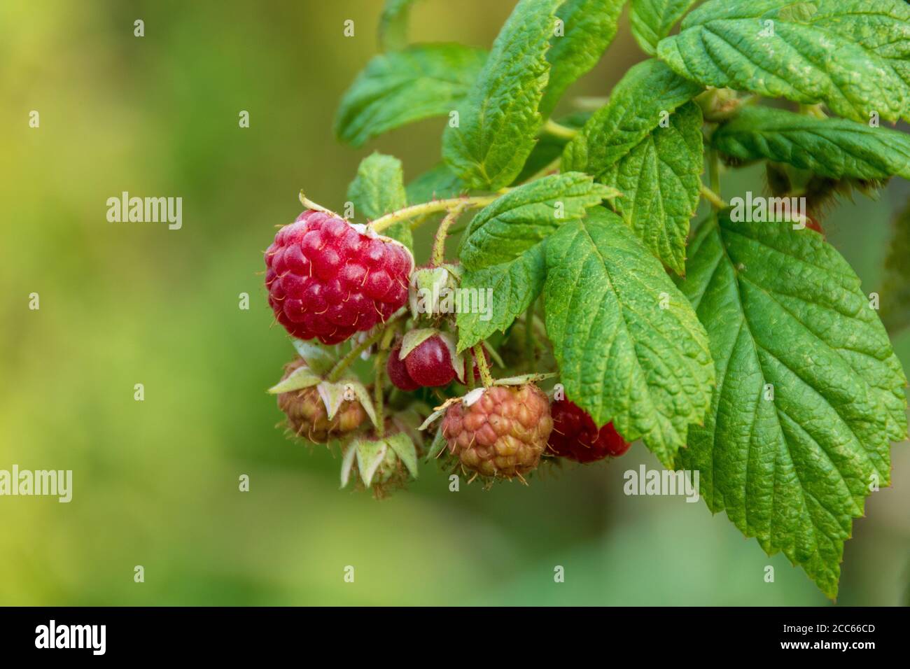 Wild fruit of the forest : bunch of late raspberries in autumn, close-up shot Stock Photo