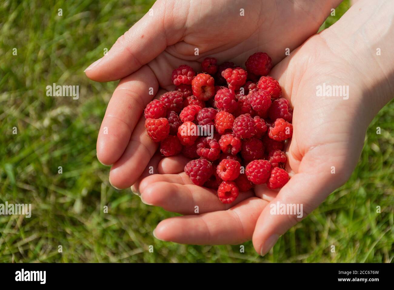 Fresh organic wild raspberries in the hands of a girl, close up Stock Photo