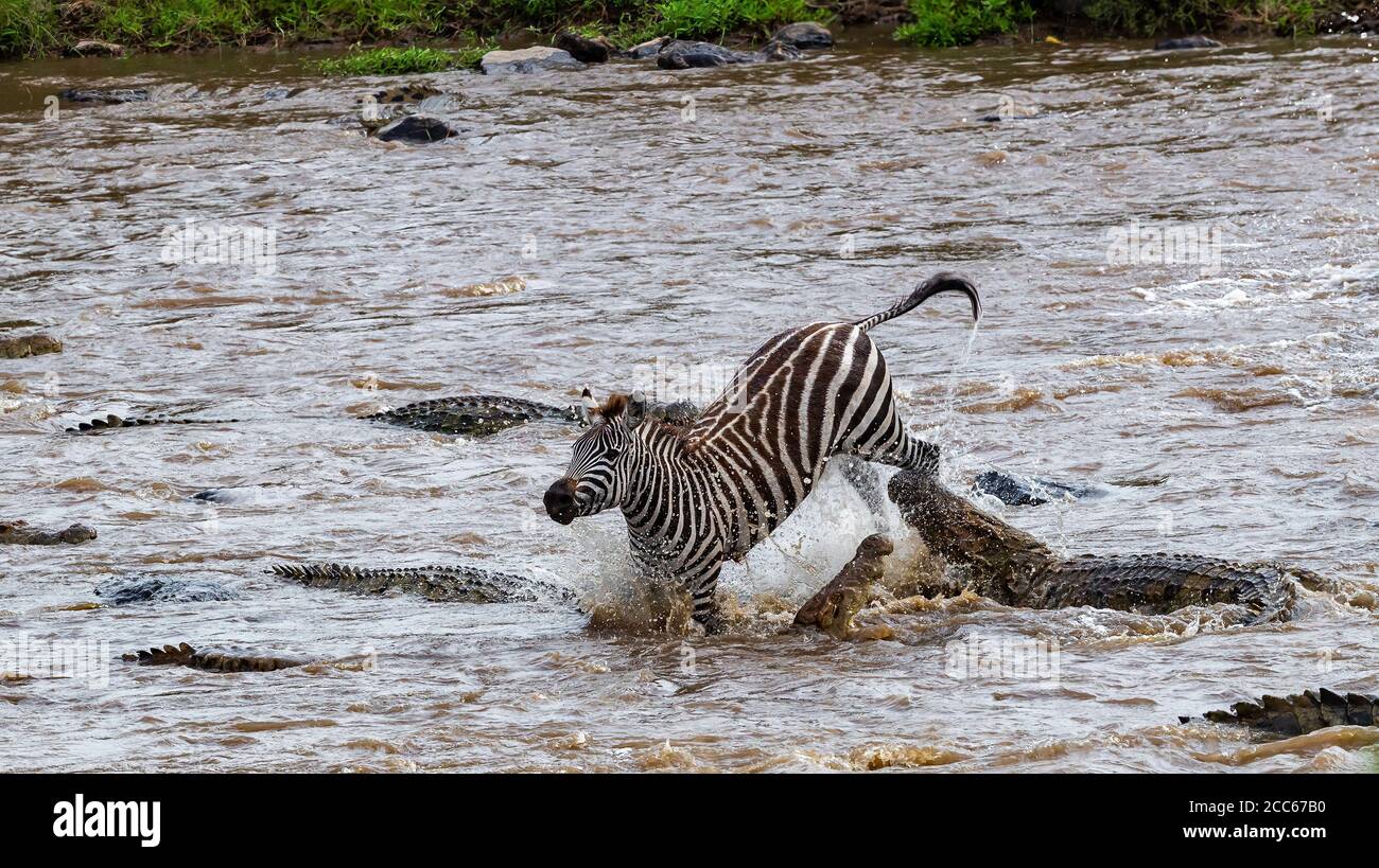 Swift Kick High Resolution Stock Photography And Images Alamy