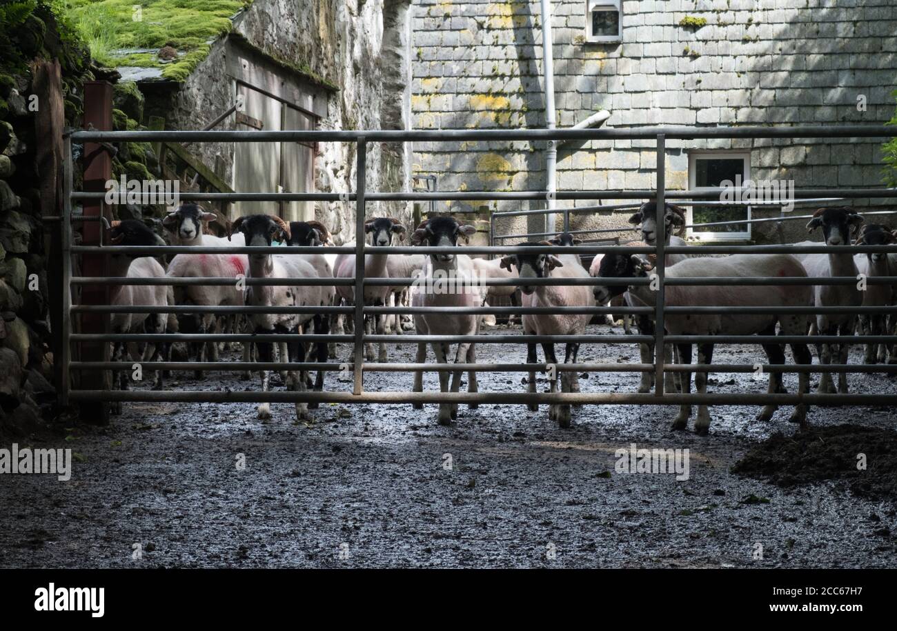 Sheep in the Farmyard at Keswick. English Lake District Stock Photo