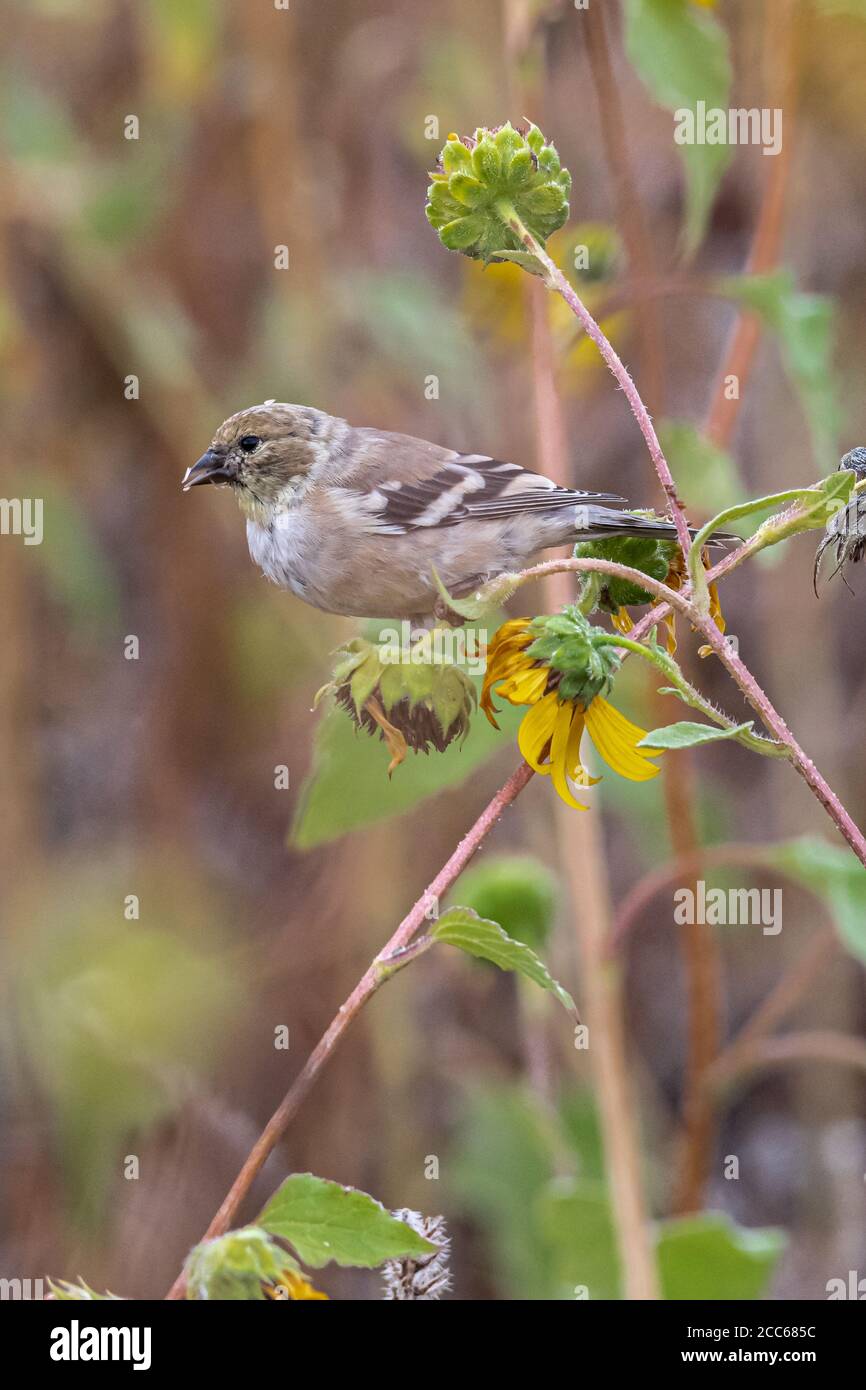 Nonbreeding American Goldfinch (Spinus tristis Stock Photo - Alamy