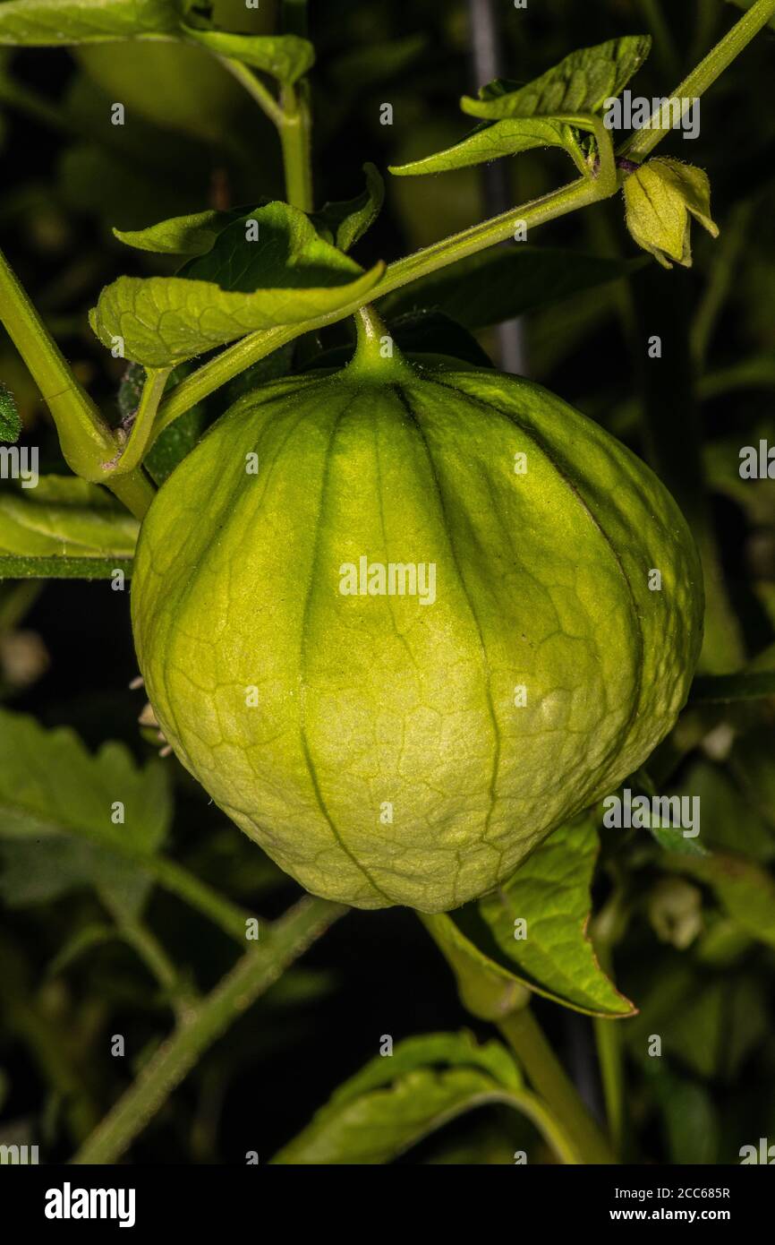 Fruit of Tomatillo or Mexican Husk Tomato (Physalis philadelphica) Stock Photo