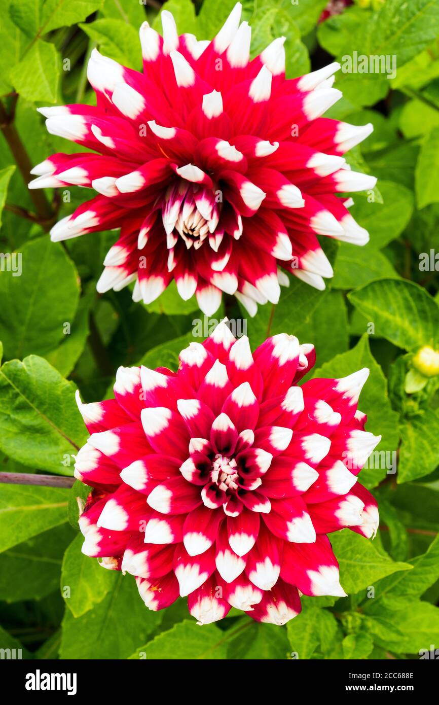 Dahlia gardens hi-res stock photography and images - Alamy