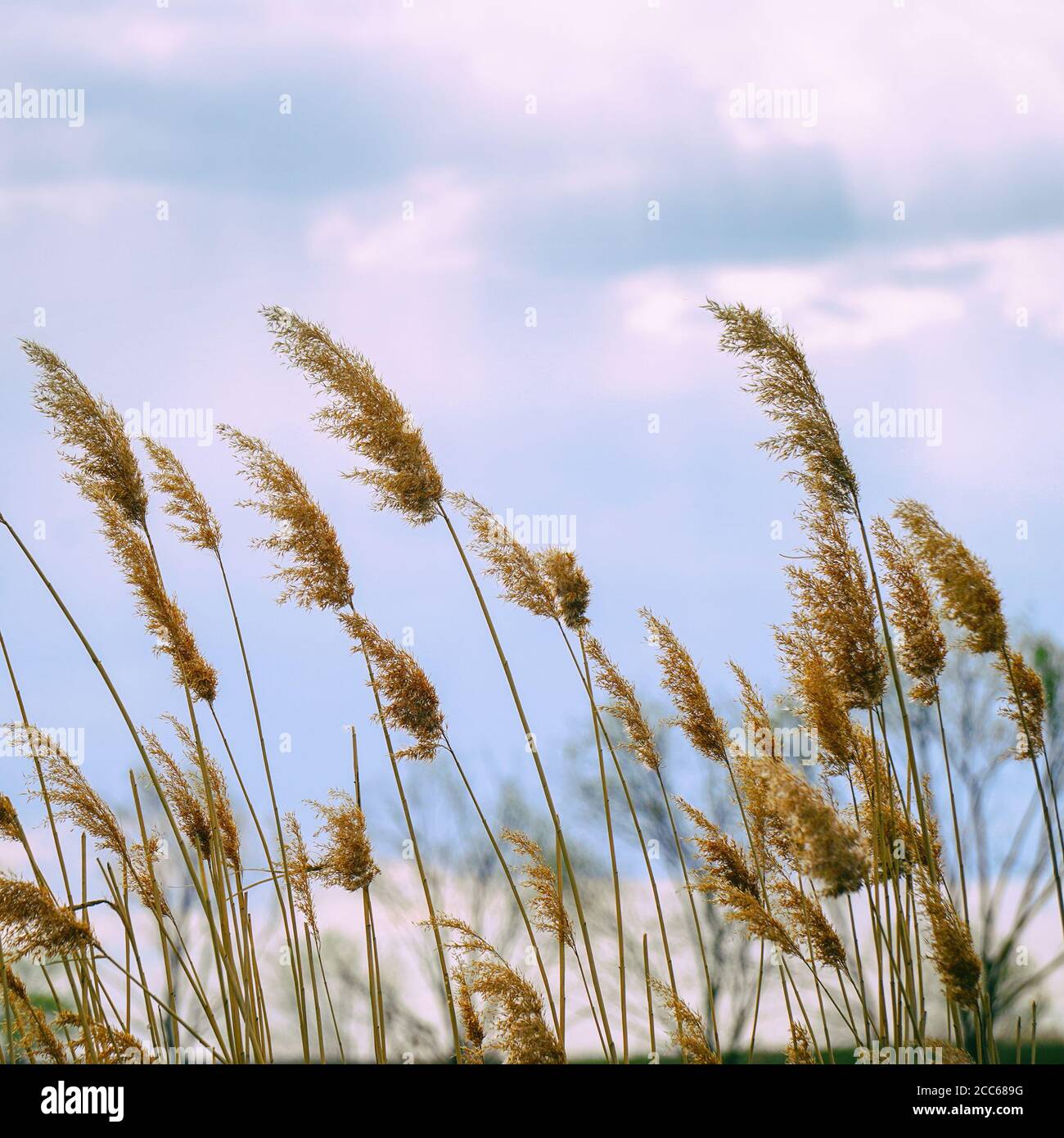 Tall dry marsh grass hi-res stock photography and images - Alamy