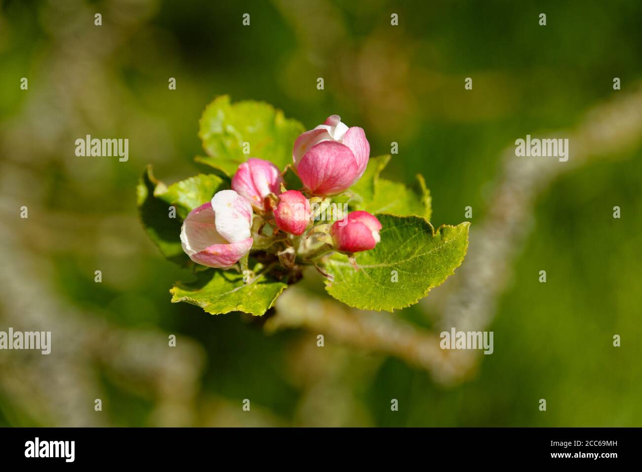 Apple blossom orchard hires stock photography and images Alamy