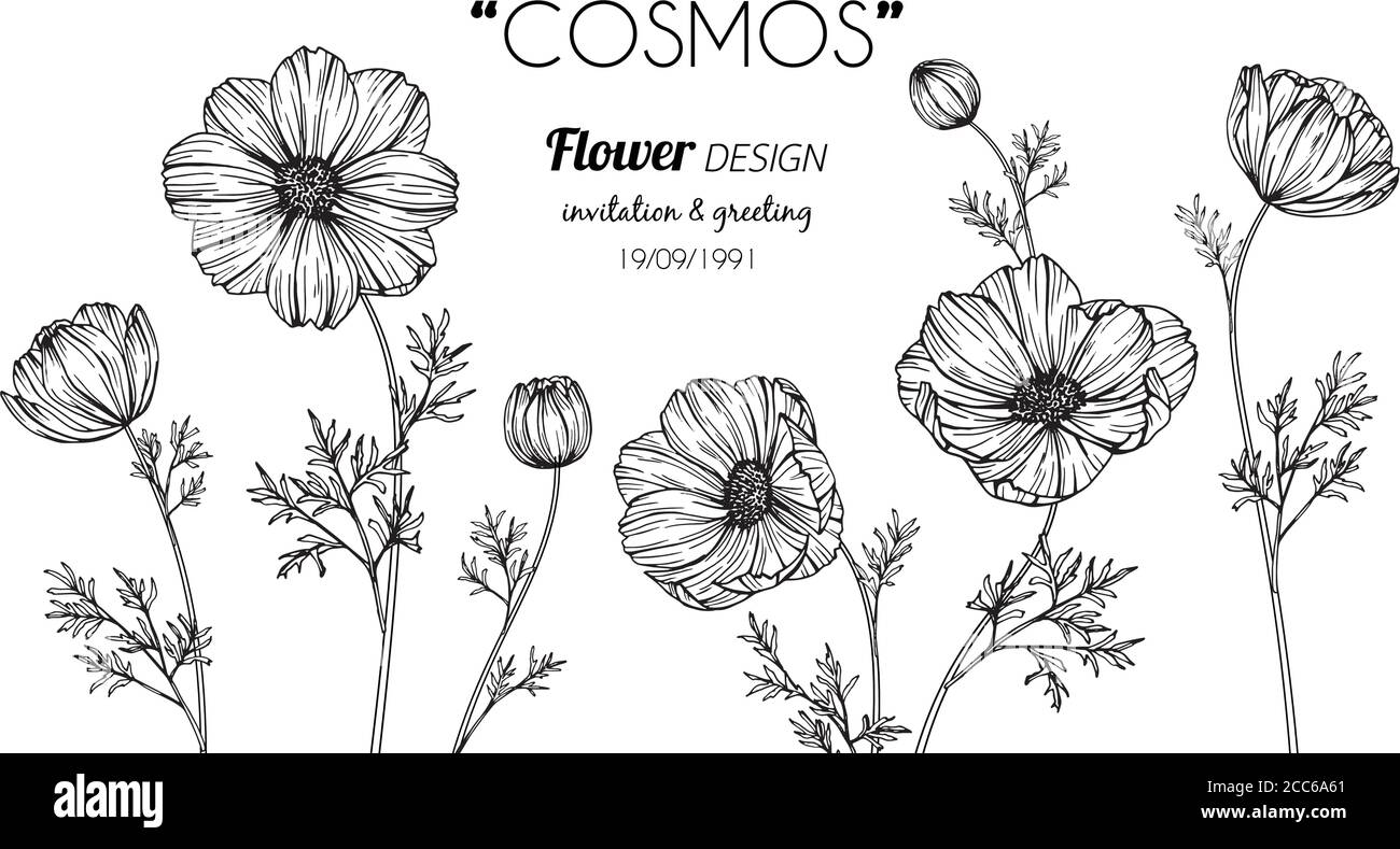 Cosmos flower and leaf hand drawn botanical illustration with line art Stock Vector Image & Art - Alamy