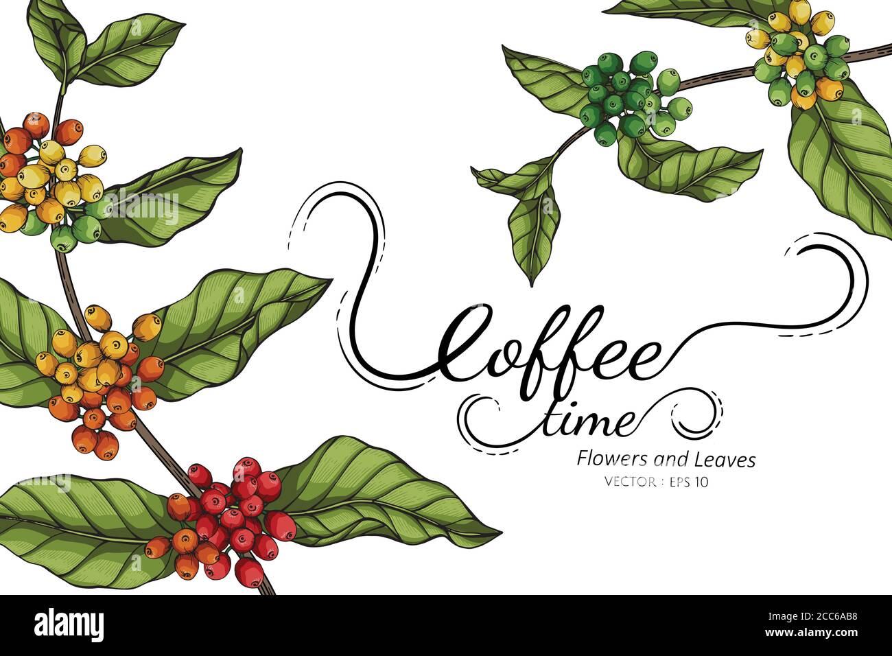 Coffee flower and leaf drawing illustration with line art on white
