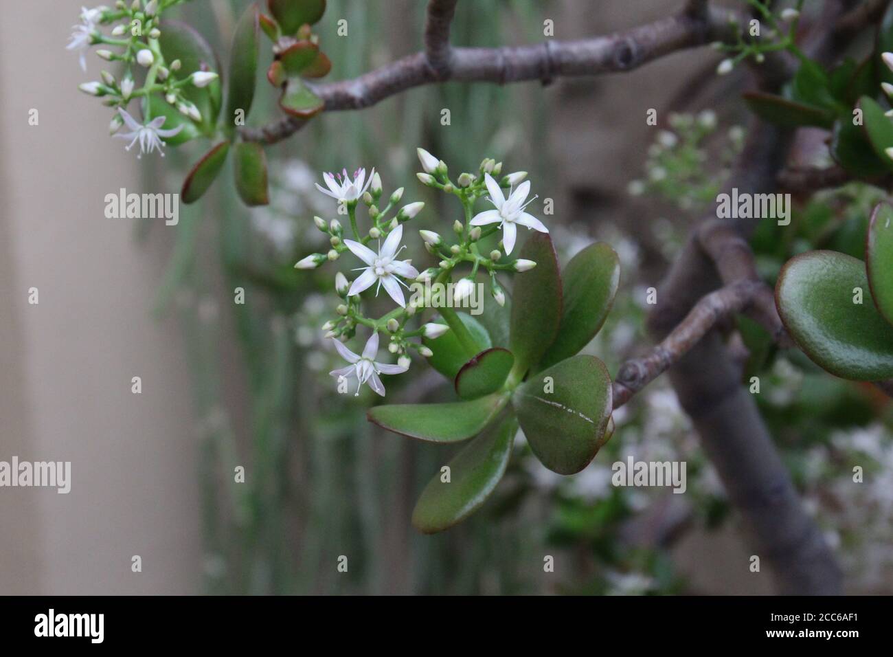 Close up of a Jade plant, Crassula Ovata, filled with small white