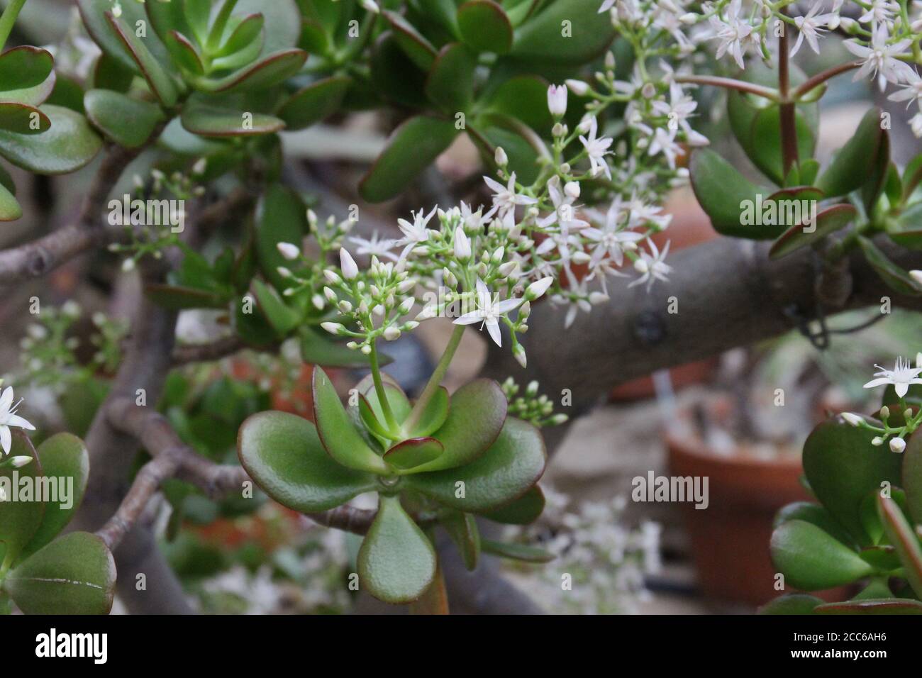 A Jade plant, Crassula Ovata, filled with small white floers and flower