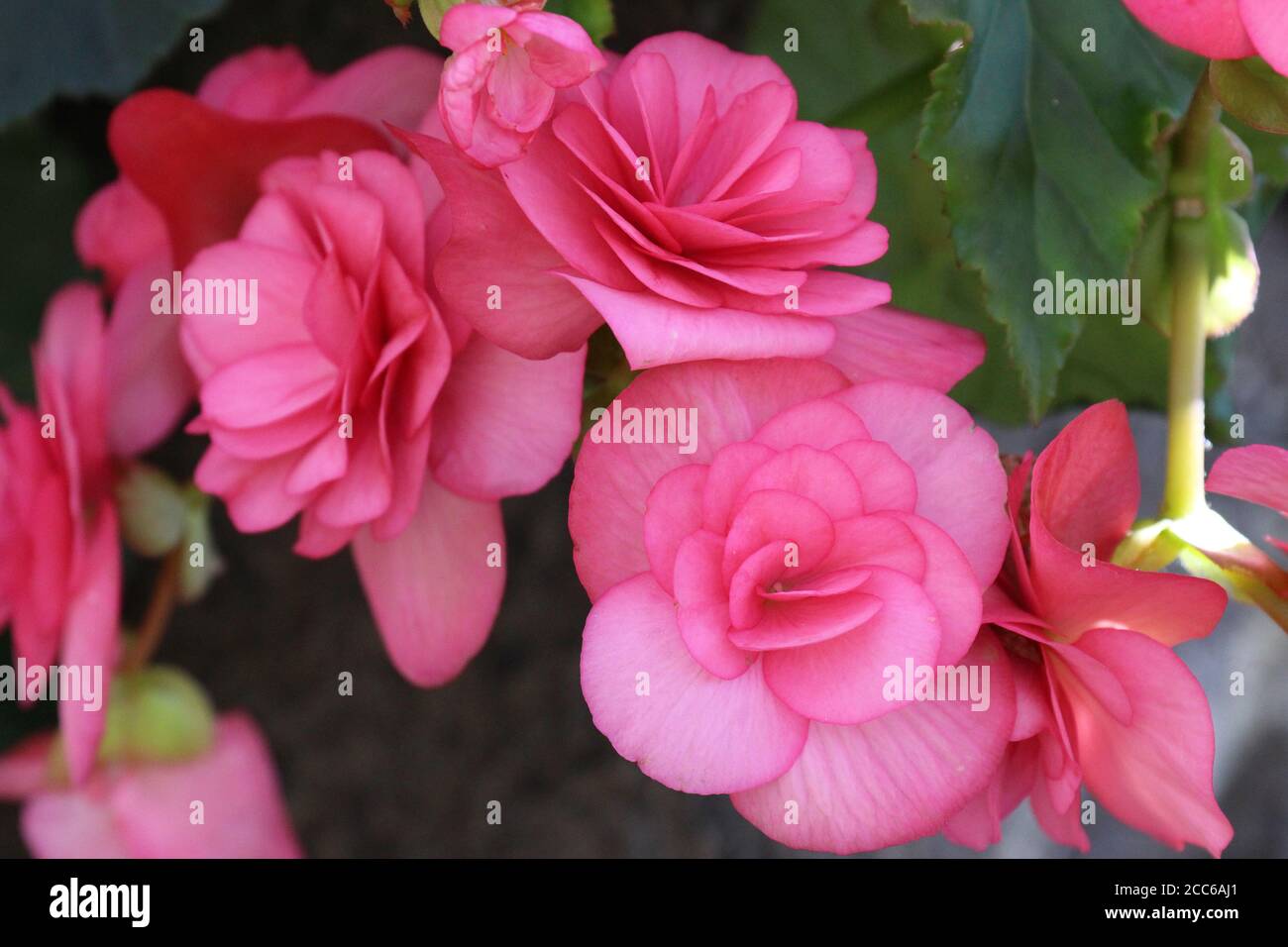 Pink blooming Begonia flowers using a soft focus Stock Photo