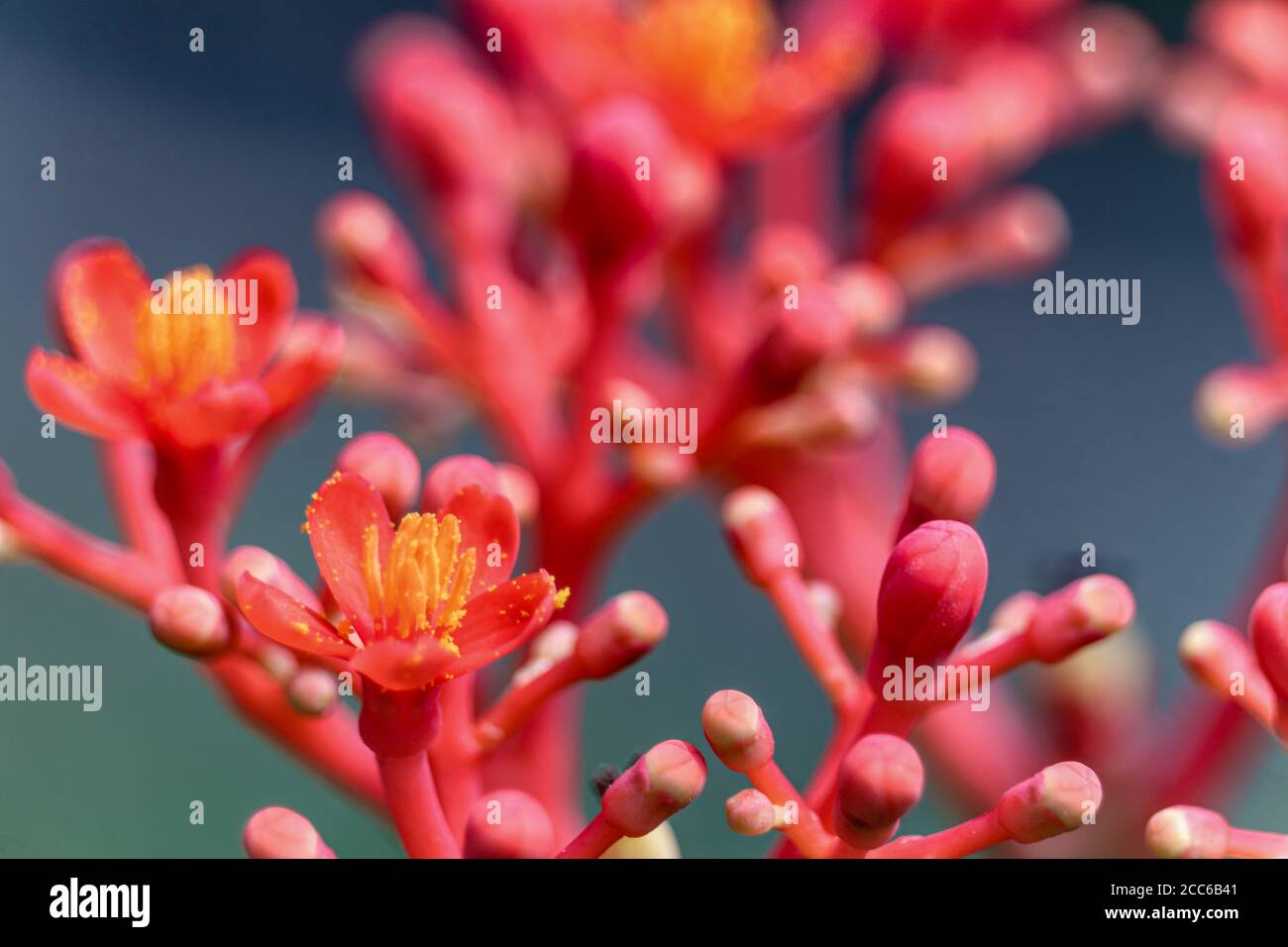 red to orange castor flower photographed with a macro lens Stock Photo