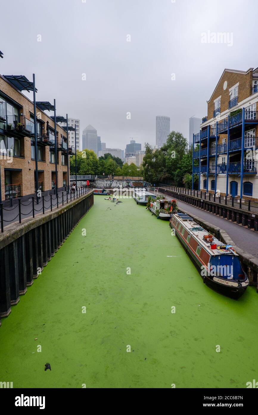 blue-green algae  in Limehouse Basin in East London is a Docklands marina and residential housing development in the Borough of Tower Hamlets Stock Photo