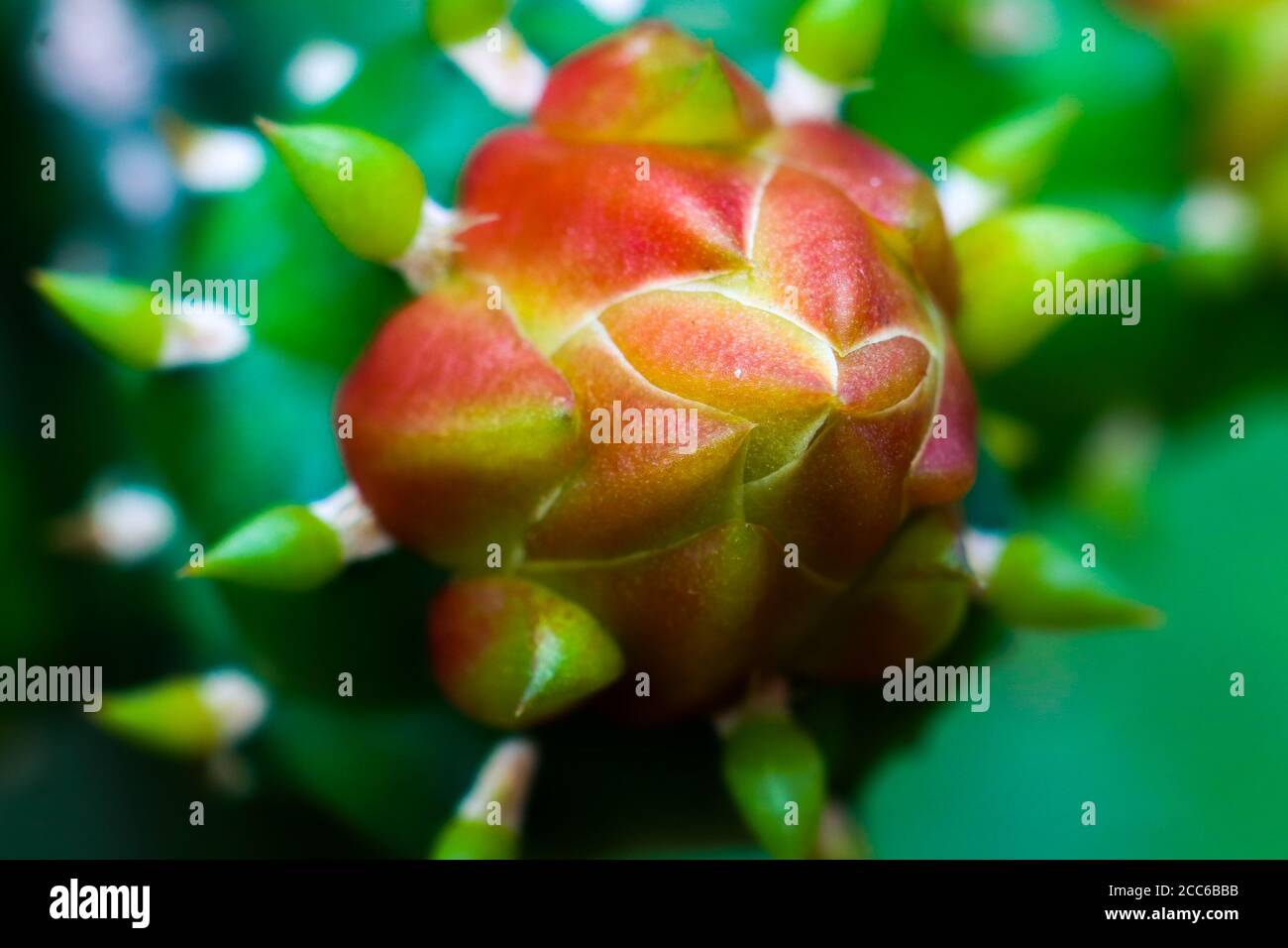 red cactus flower that is still buds with blur background. Stock Photo