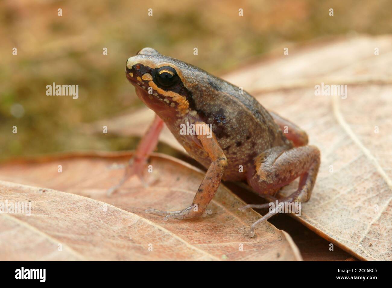 Deli Little Pygmy Frog (Micryletta sp.) Stock Photo