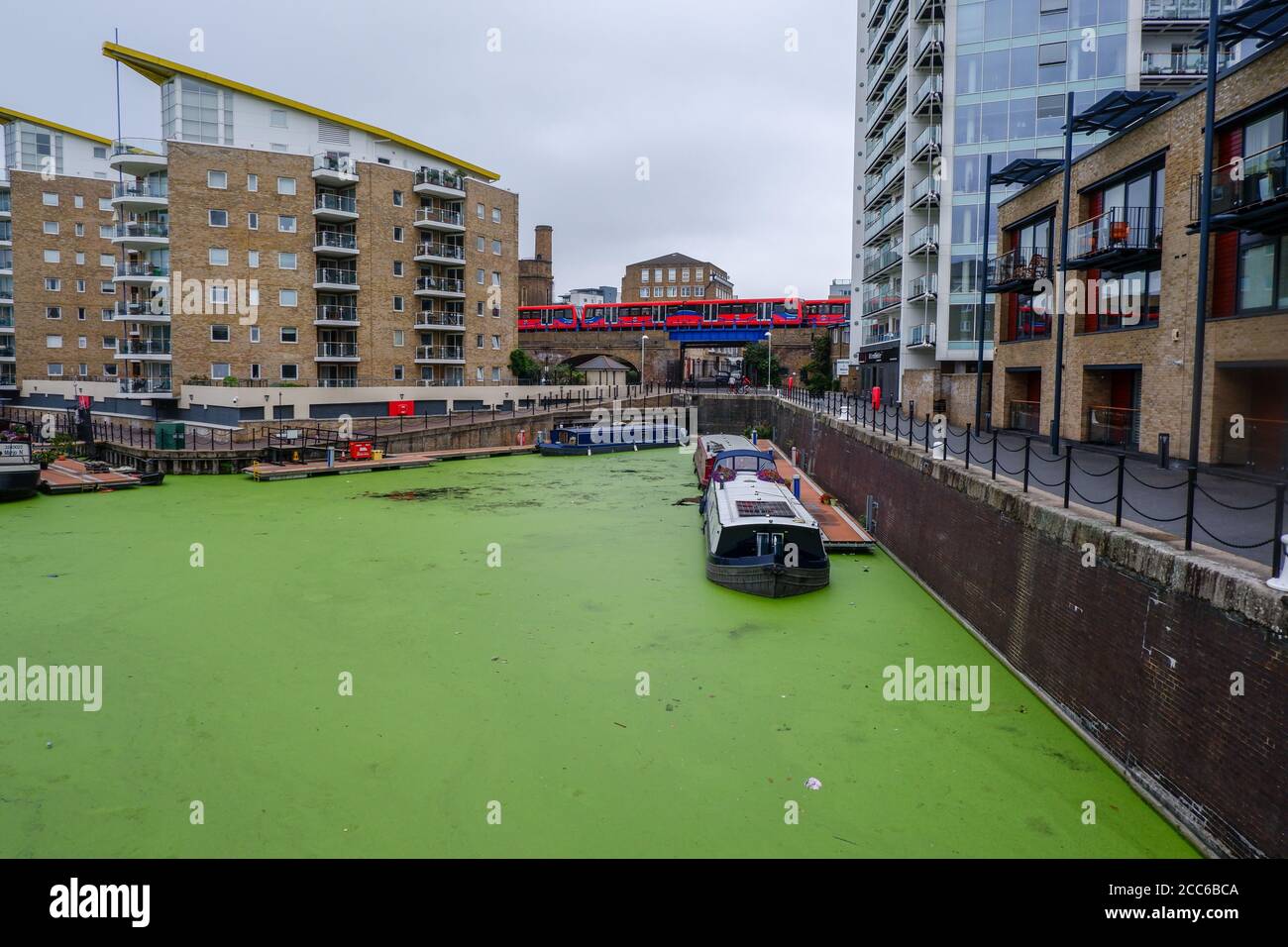 Blue-green algae  in Limehouse Basin in East London is a Docklands marina and residential housing development in the Borough of Tower Hamlets Stock Photo