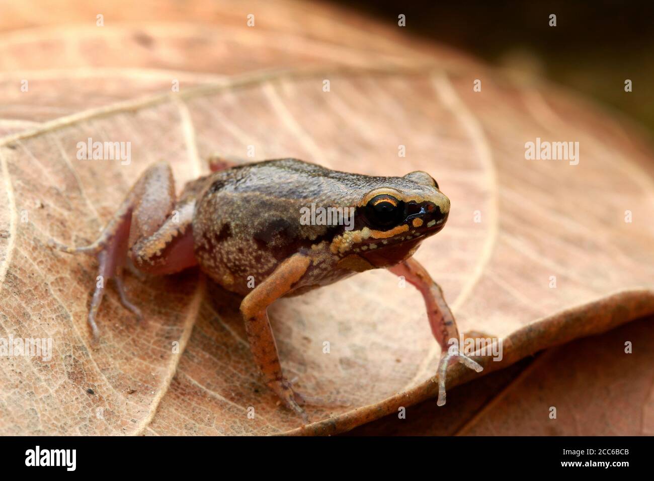 Deli Little Pygmy Frog (Micryletta sp.) Stock Photo