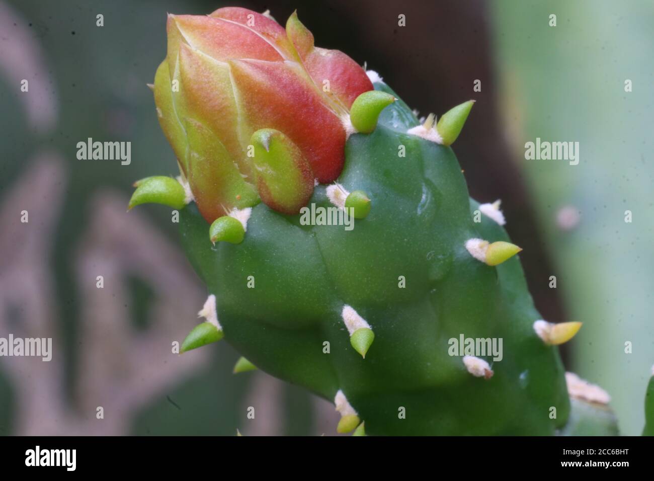 red cactus flower that is still buds with blur background. Stock Photo