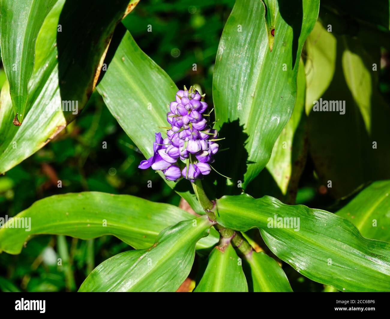 Purple blossom on plant. Blue ginger, Dichorisandra thyrsiflora, Summer in North Central Florida, USA. Stock Photo
