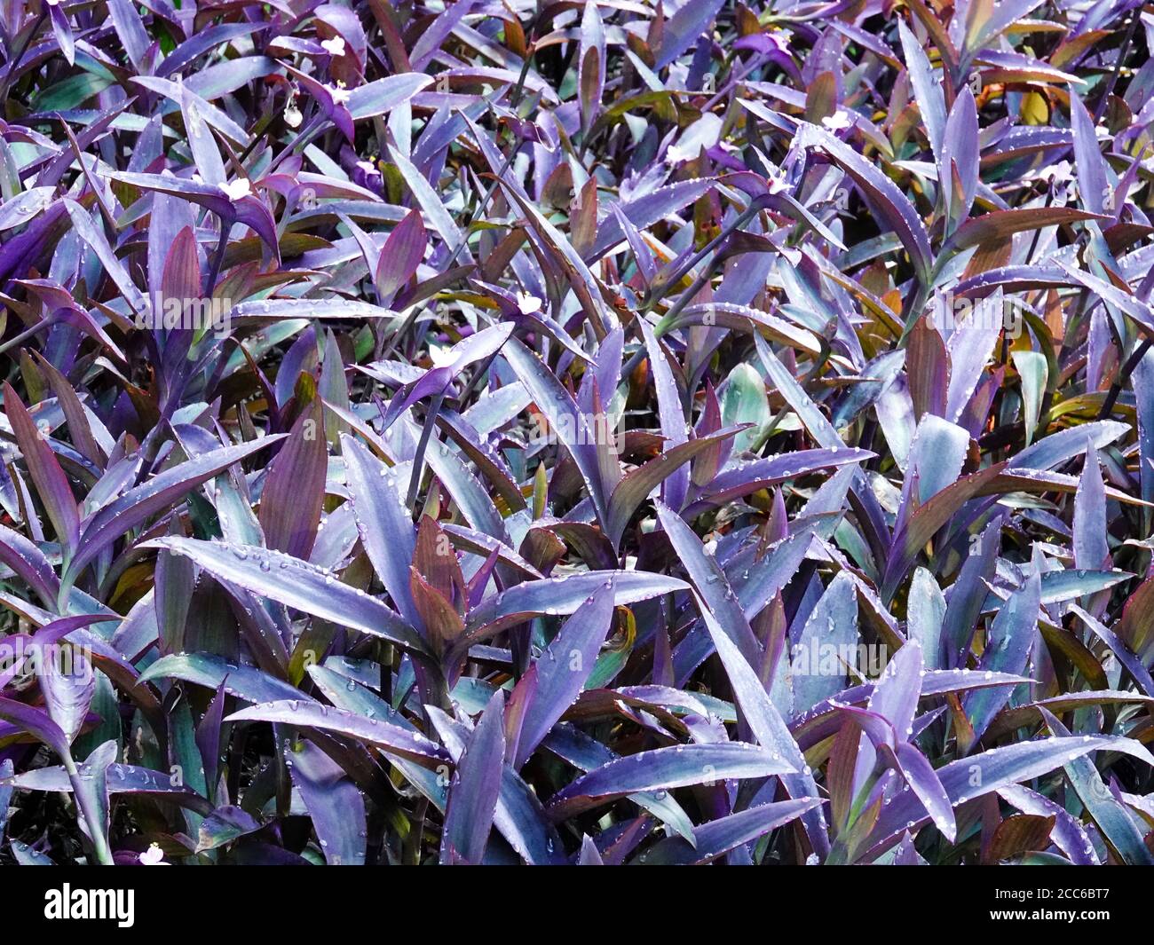Tradescantia pallida is a species of spiderwort more commonly known as wandering jew or walking jew, North Central Florida, USA. Stock Photo