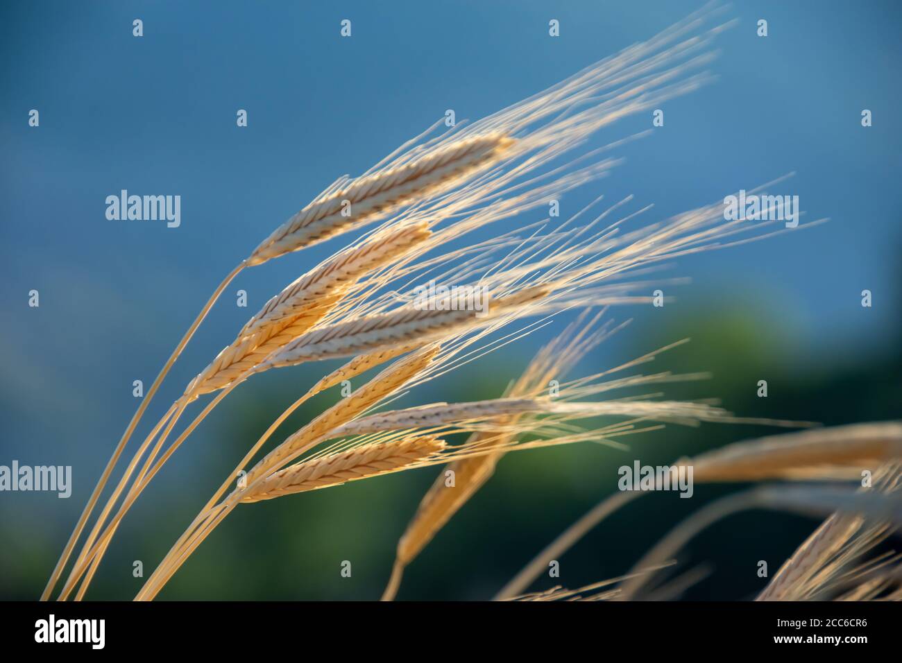 Ears of organic spelt (Triticum spelta) in a field at dawn Stock Photo