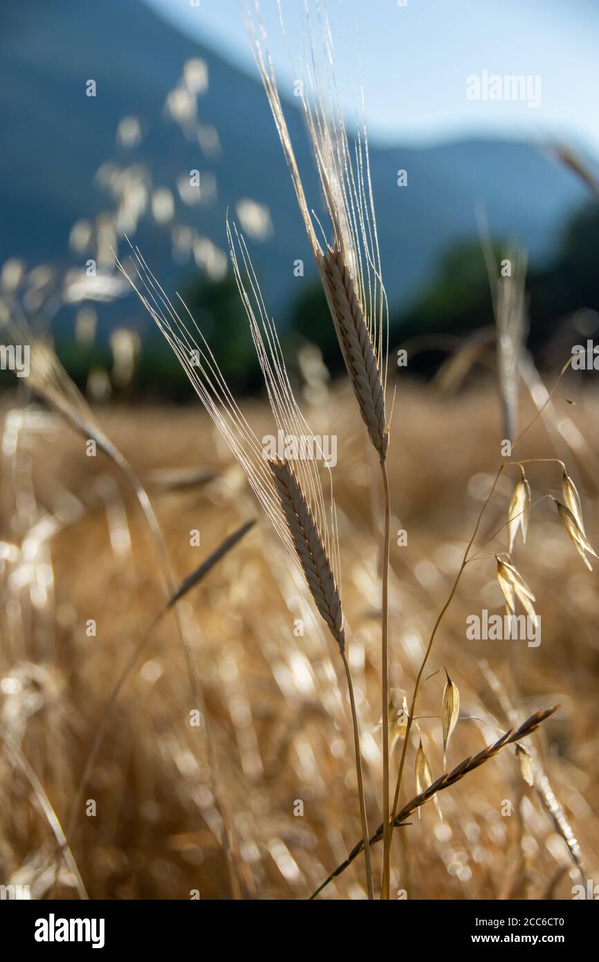 Organic spelt (Triticum spelta) and oat (Avena sativa) in a field at dawn Stock Photo