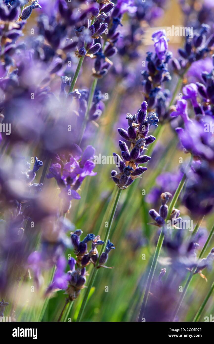 Twig of wild lavender flowers in the mountains. Close-up view Stock Photo