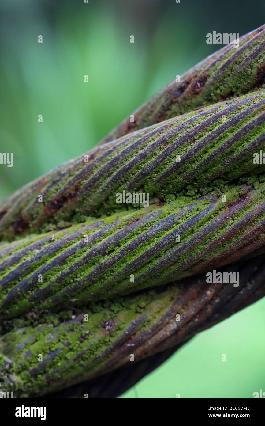 The steel cables that were painted red were covered in bright green moss. Stock Photo