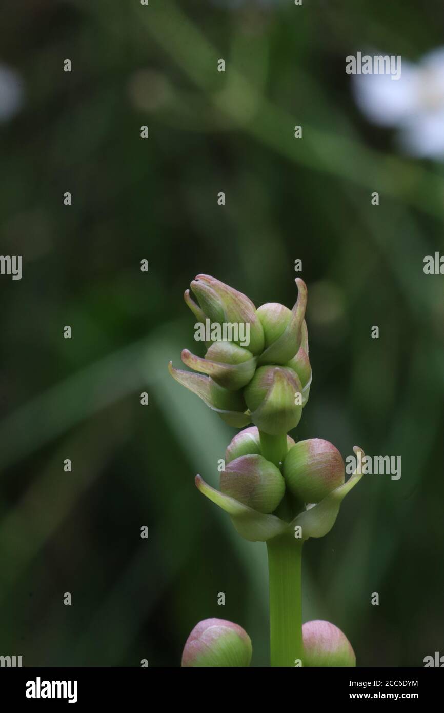 water flower buds with blur background. Stock Photo