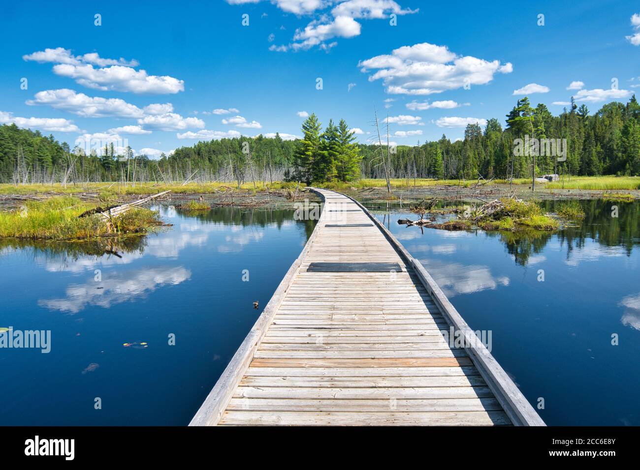 Boardwalk through wetlands and beaver lodges in Temagami, Ontario, Canada Stock Photo