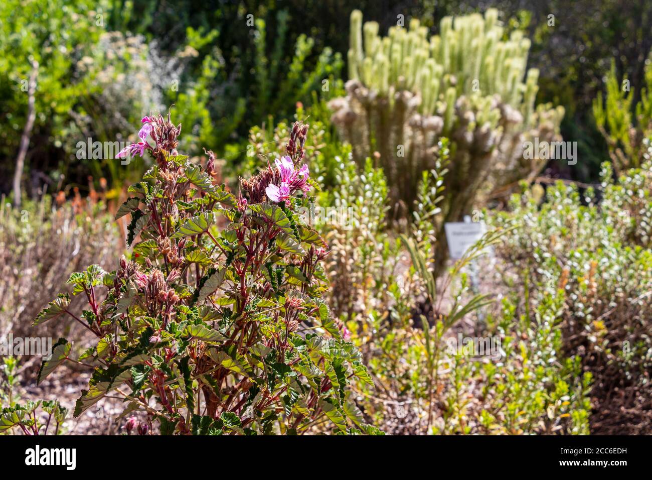 Exotic South African Plants High Resolution Stock Photography and