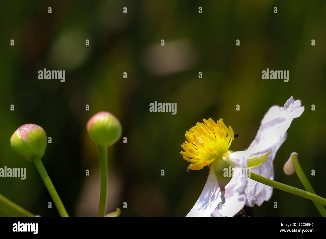 a white water flower blooming with two buds Stock Photo