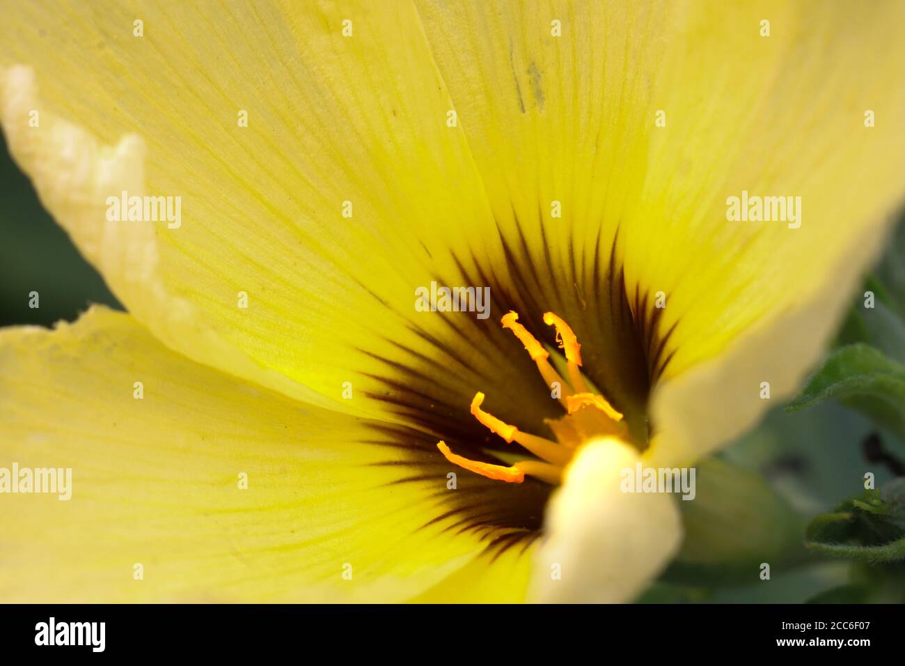 blooming yellow flowers with pale yellow pistils Stock Photo