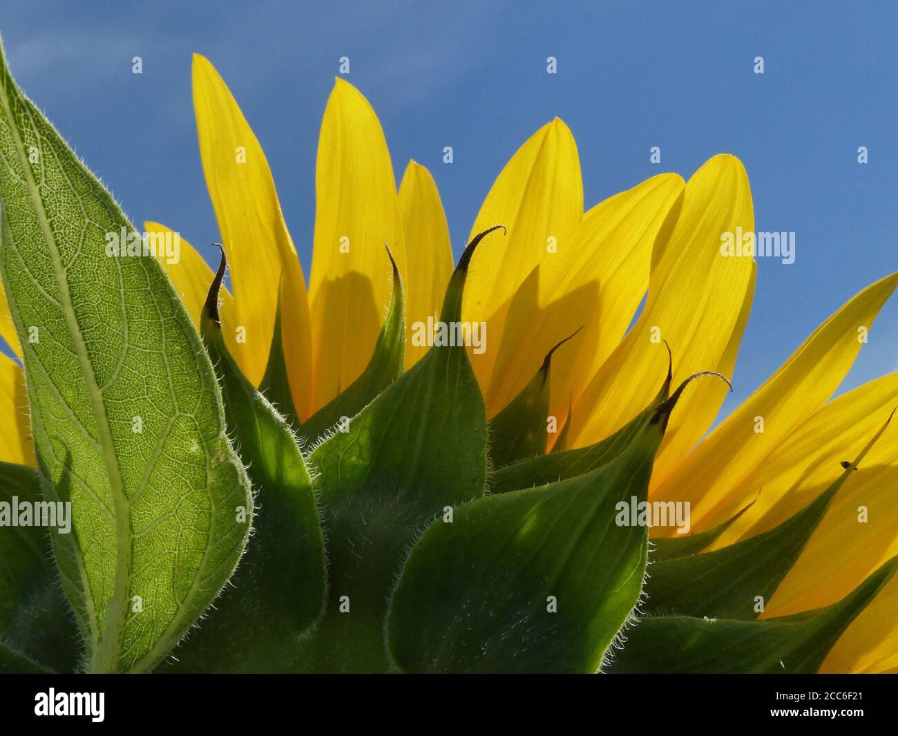Sunflower field in bloom. Stock Photo