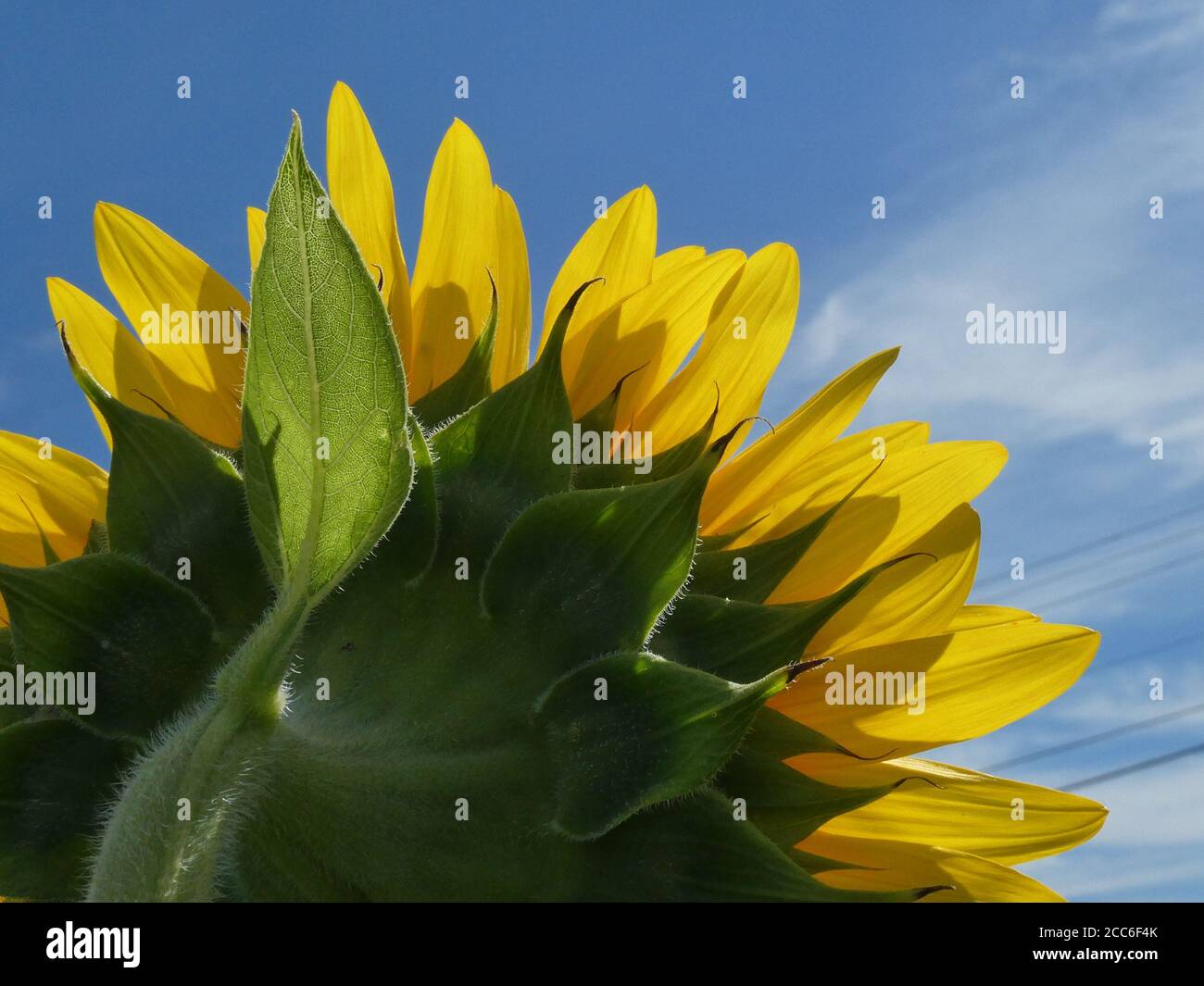 Sunflower field in bloom Stock Photo - Alamy