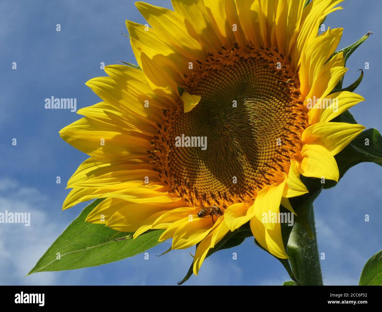 Sunflower field in bloom Stock Photo - Alamy