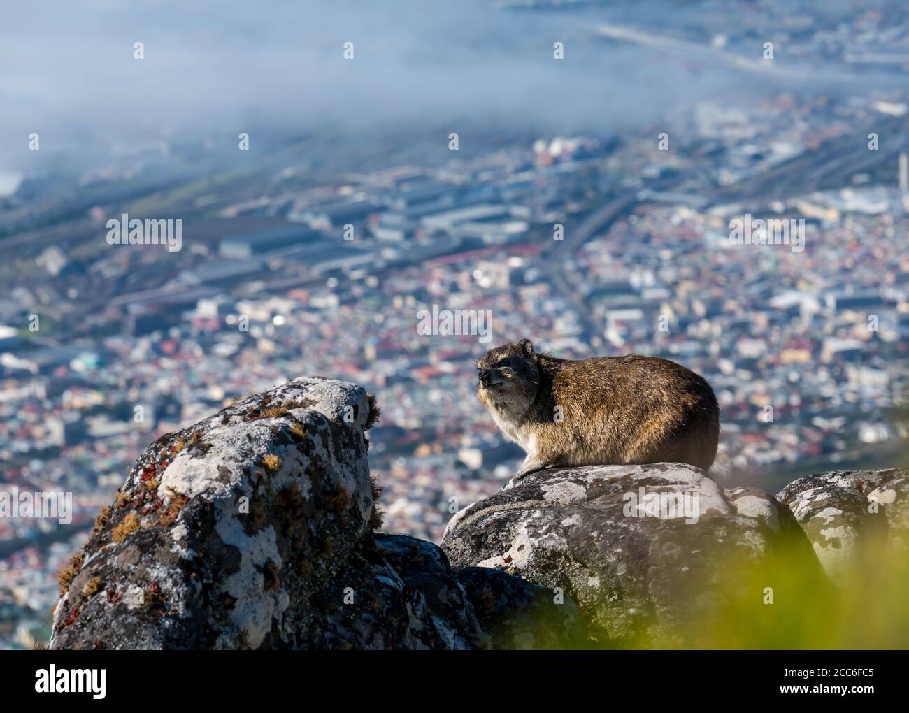 Dassie or rock hyrax or rock badger, Procavia capensis, resting in sunshine on high ledge overlooking Cape Town, covered by sea fog, South Africa Stock Photo