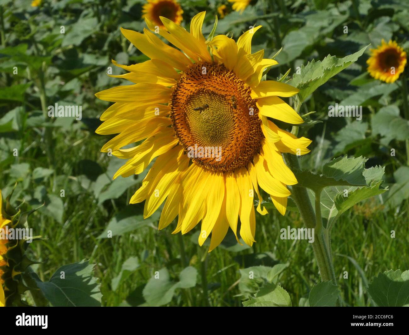 Sunflower field in bloom Stock Photo - Alamy