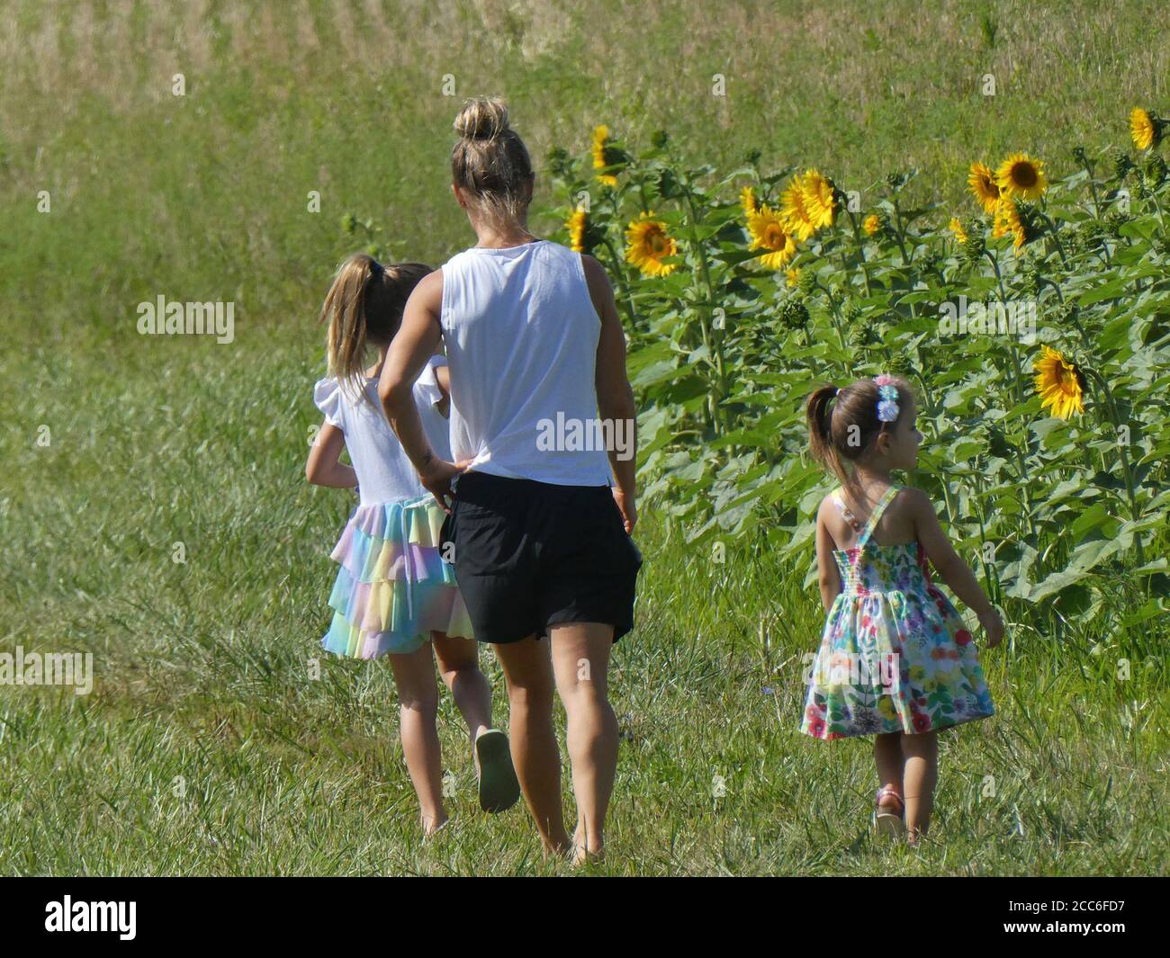Visitors enjoying sunflower patch. Stock Photo