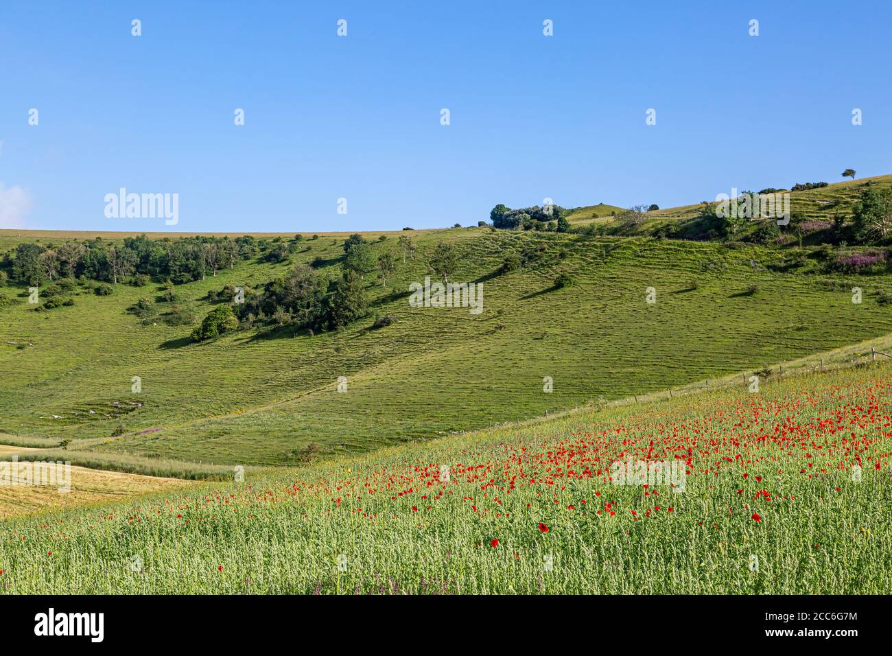 Poppies growing in a field in the South Downs in Sussex, on a sunny summers day Stock Photo