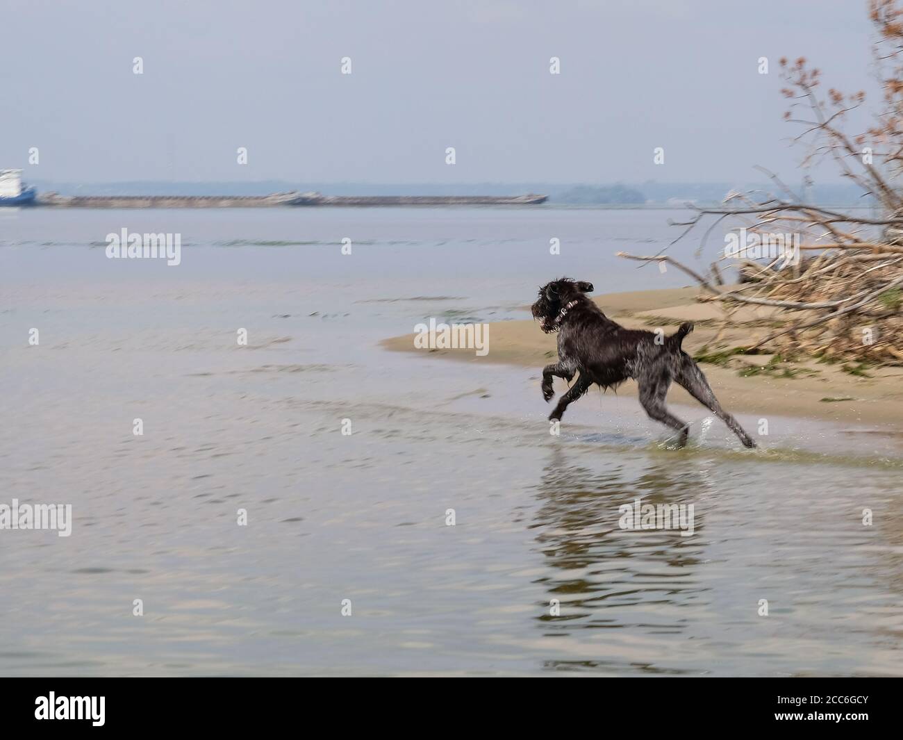 Hunting dog - Drathaar running in the river. Stock Photo