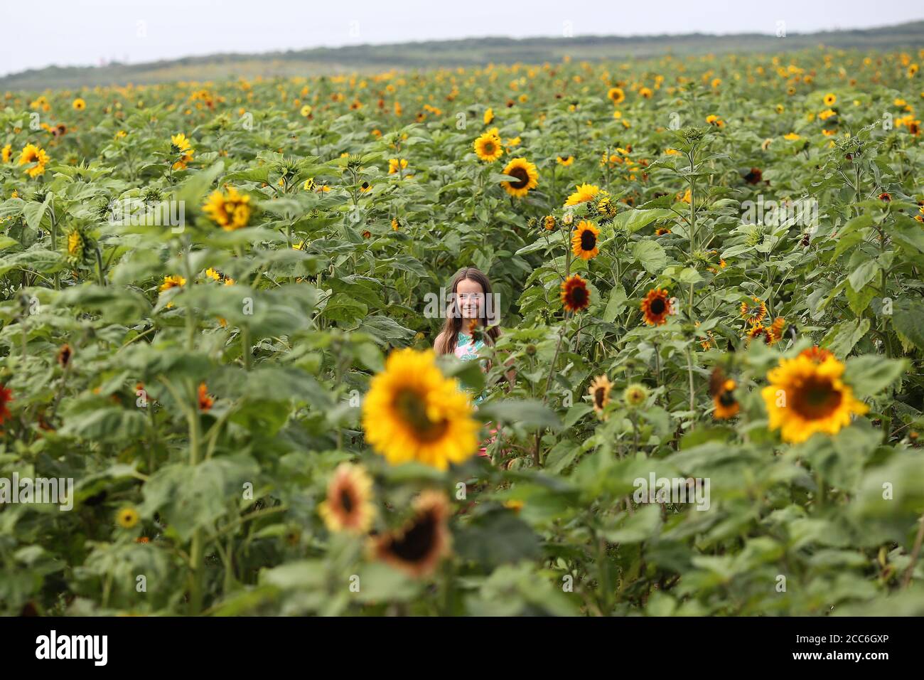 Sunflower fields Rhossili Bay in the Gower South Wales. Eleven year old