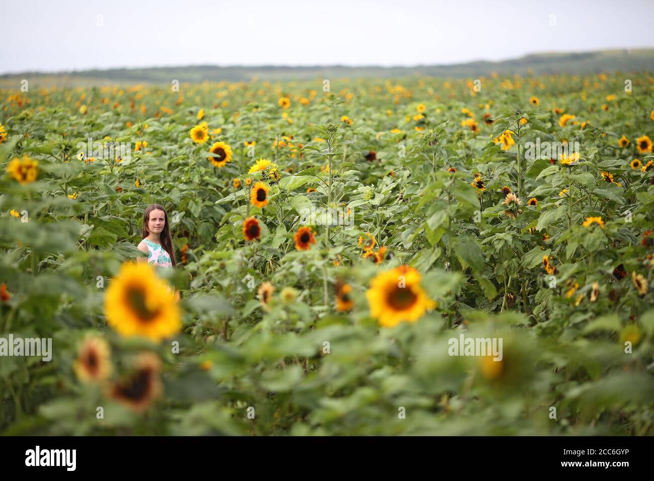 Rhossili sunflowers hires stock photography and images Alamy