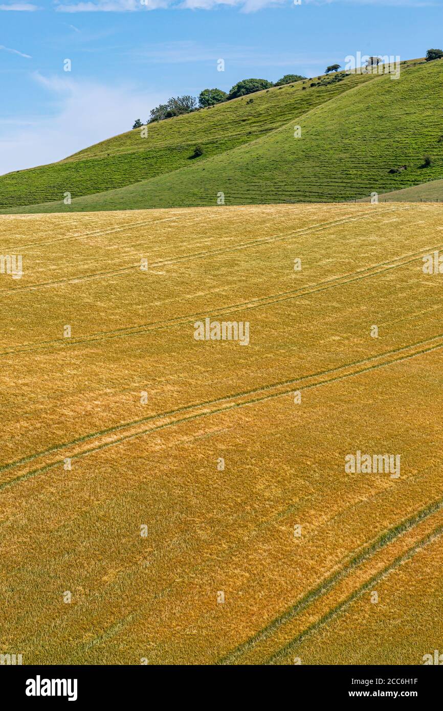 Farmland in Sussex on a sunny summers day Stock Photo - Alamy