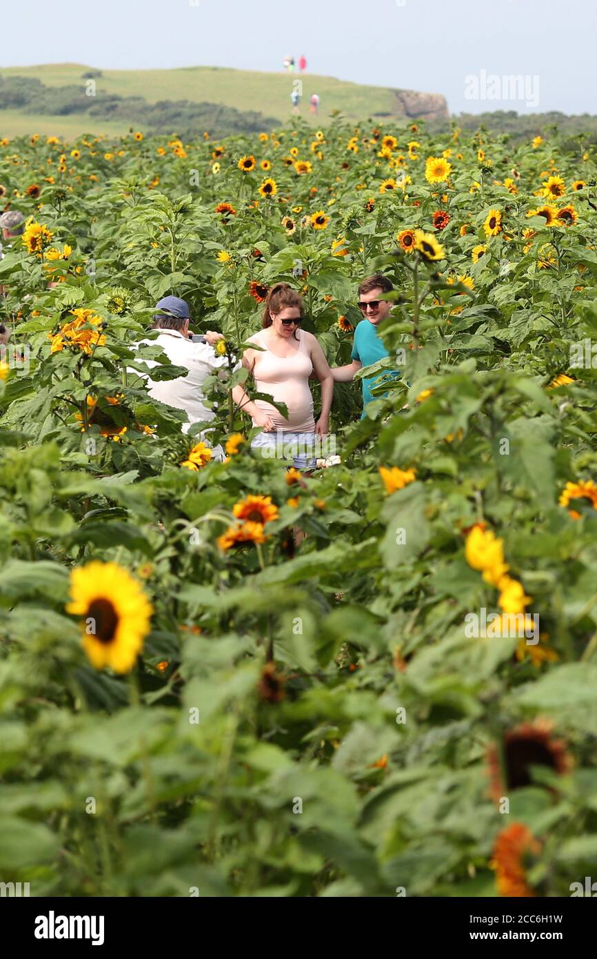 Sunflower fields Rhossili Bay in the Gower South Wales. A couple pose