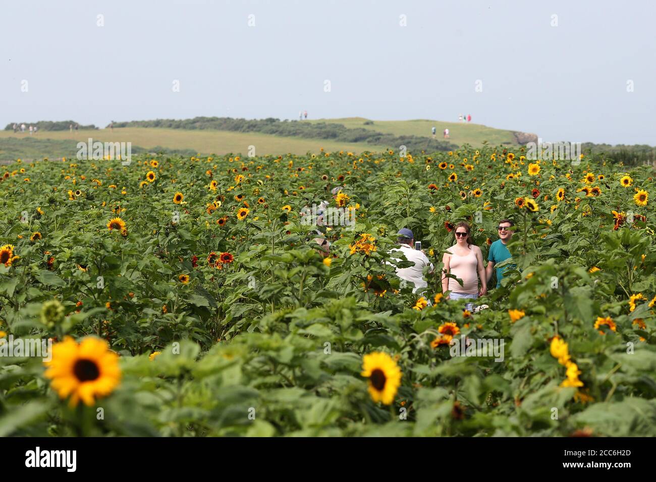 Sunflower fields Rhossili Bay in the Gower South Wales. A couple pose