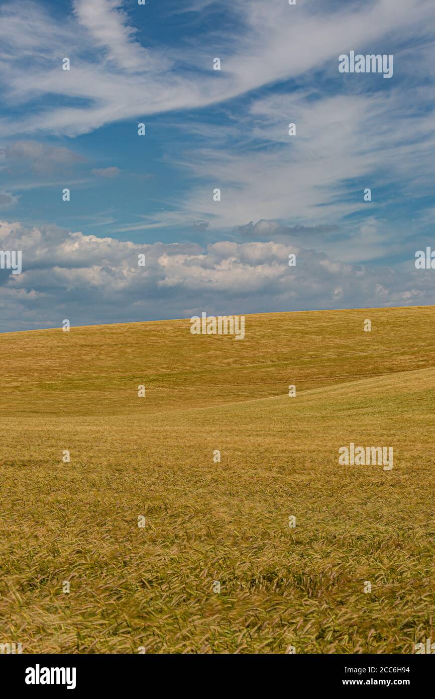 Golden wheat fields in Sussex on a sunny summers day Stock Photo - Alamy
